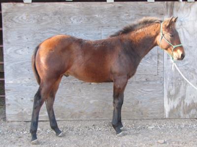 Char B Reed JW<br>AQHA 5608176